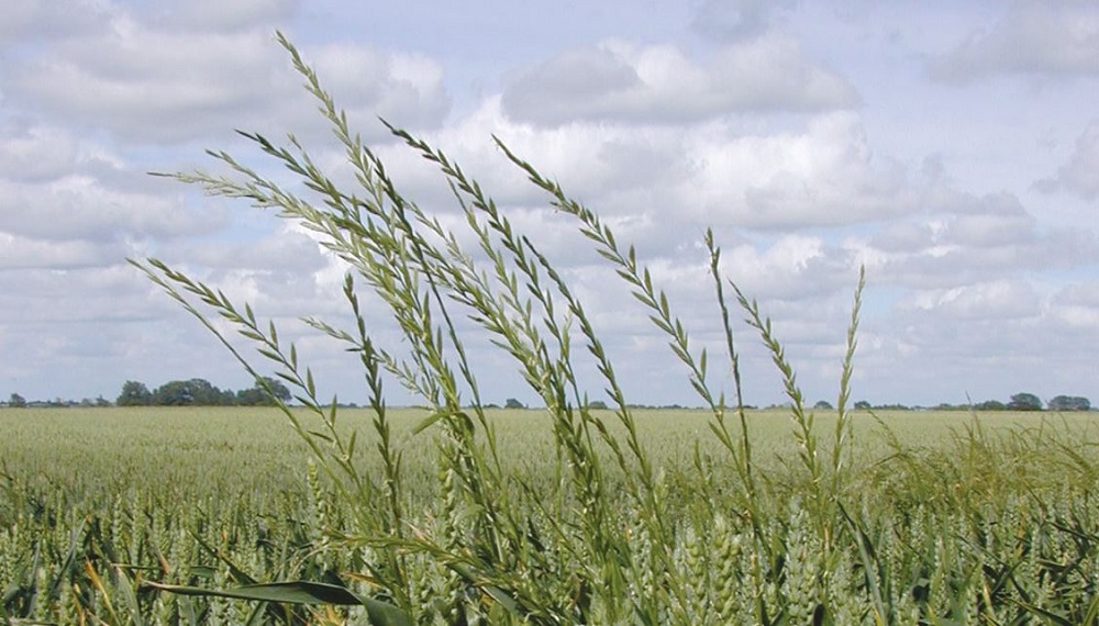Mature Italian rye-grass in a field of whea